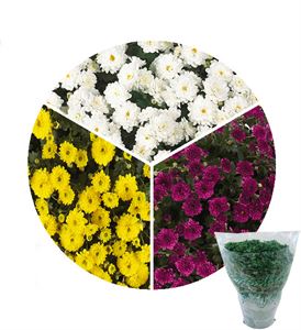 Bild von Bolchrysant Triomix P19 gehoest Skyfall 2 Yellow Purple White